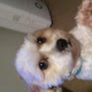 Meet your Posher, Gavin